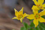 Tufted yellow woodsorrel